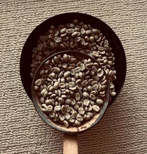 Arabica